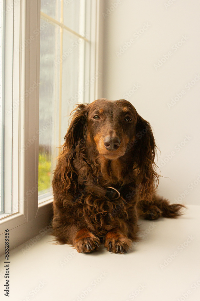 Brown long haired dachshund dog looking out of the window