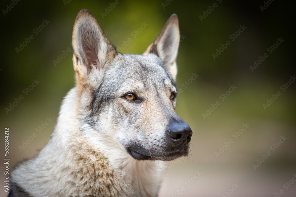 czechoslovakian wolfdog portrait in the forest