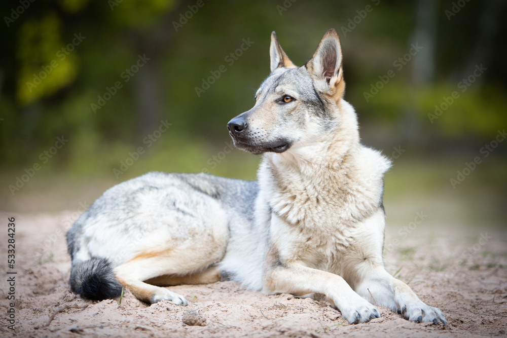 Fototapeta premium czechoslovakian wolfdog portrait in the forest