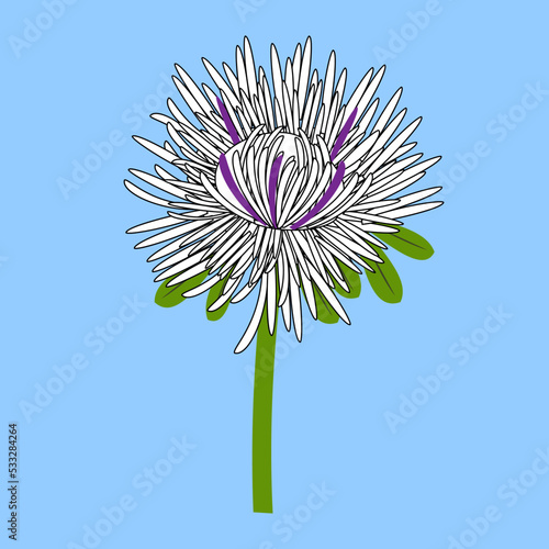 Aster, flower, illustration, vector, illustration