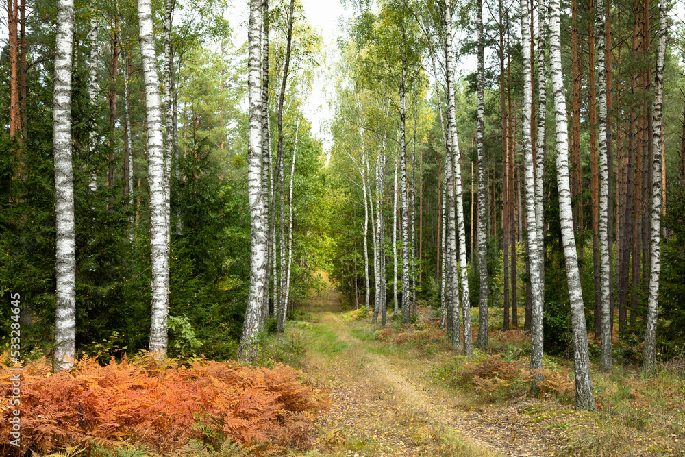 Obraz premium Misty autumn forest. Red autumn in misty forest. Morning fog in autumn forest Poland Europe