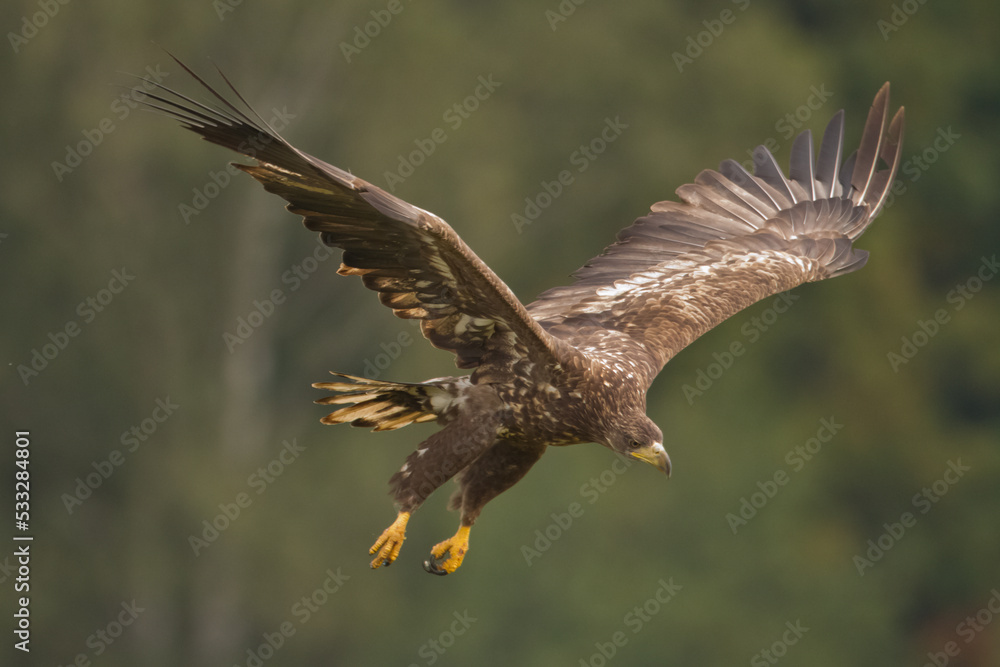 Obraz premium Majestic predator White-tailed eagle, Haliaeetus albicilla in Poland wild nature 