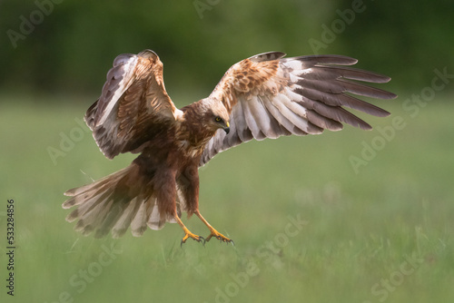 Fotografi Birds of prey - Marsh Harrier male Circus aeruginosus hunting time