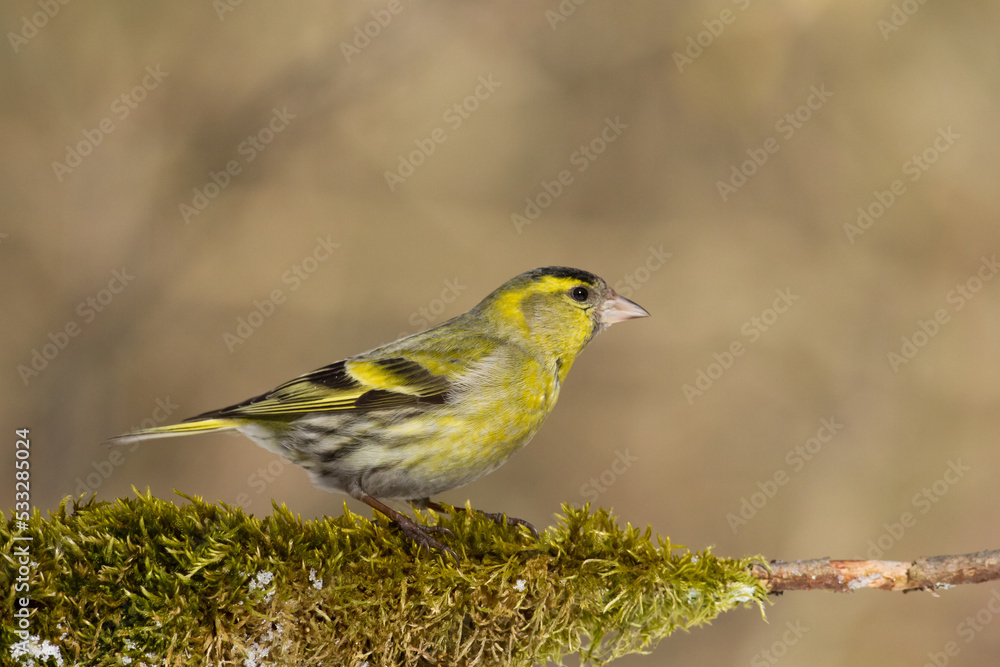 Bird Siskin Carduelis spinus male, small yellow bird, winter time in Poland Europe Bird Siskin Carduelis spinus male, small yellow bird, winter time in Poland Europe