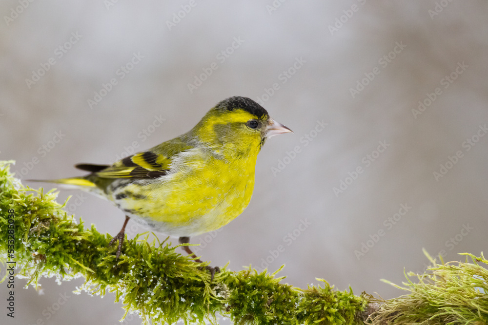Obraz premium Bird Siskin Carduelis spinus male, small yellow bird, winter time in Poland Europe