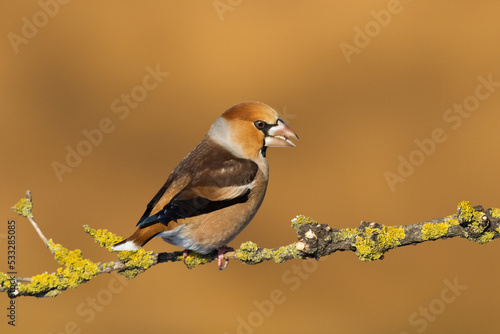 Hawfinch Coccothraustes coccothraustes amazing bird perched on tree orange background