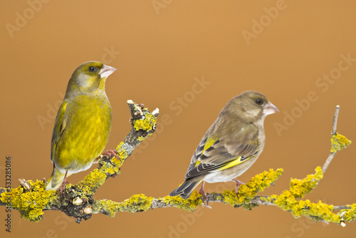 The European greenfinch Chloris chloris or common greenfinch songbird winter time blue background