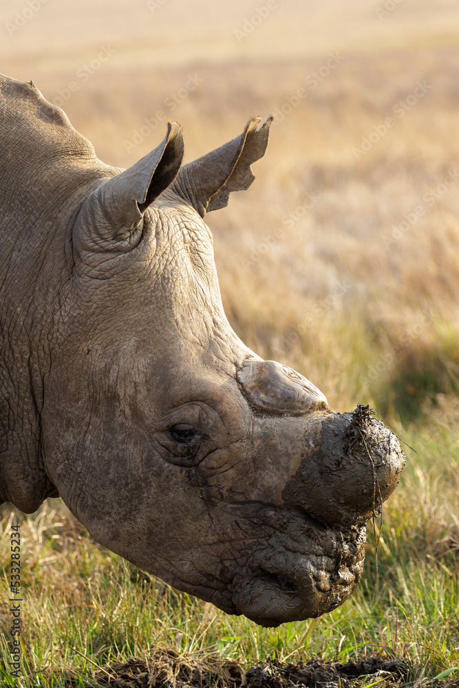 Dehorned white rhino in the wild, with mud on his nose Dehorned white rhino in the wild, with mud on his nose