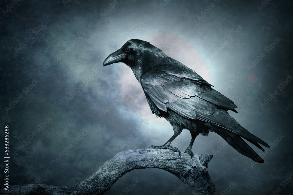 Obraz premium Bird Common Raven Corvus corax, dark style big black scary bird sitting on the branch, Helloween