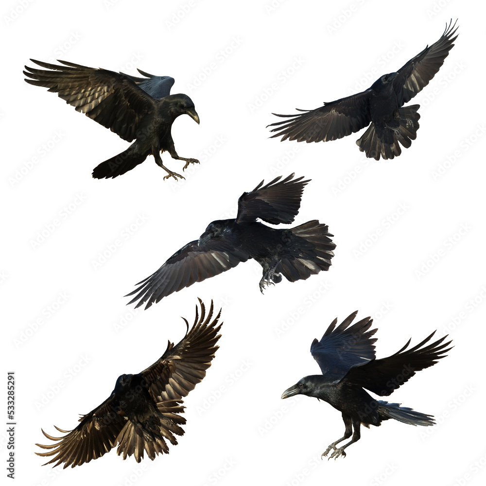 Birds flying ravens isolated on white background Corvus corax. Halloween - mix five birds