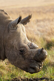Dehorned white rhino in the wild, with mud on his nose