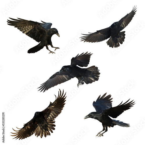 Birds flying ravens isolated on white background Corvus corax. Halloween - mix five birds © Marcin Perkowski