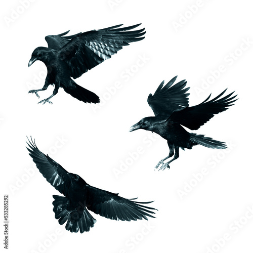 Birds flying ravens isolated on white background Corvus corax. Halloween - mix fthree birds
