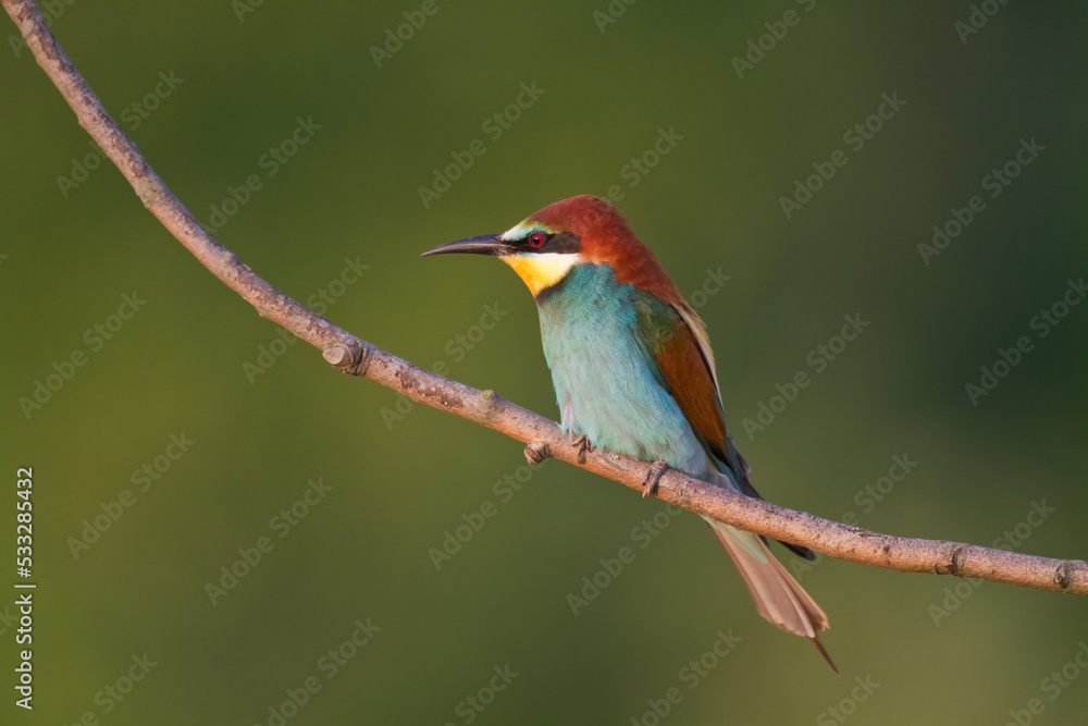European Bee-Eater (Merops apiaster) perched on Branch near Breeding Colony. Wildlife scene of Nature in Northern Poland - Europe European Bee-Eater (Merops apiaster) perched on Branch near Breeding Colony. Wildlife scene of Nature in Northern Poland - Europe