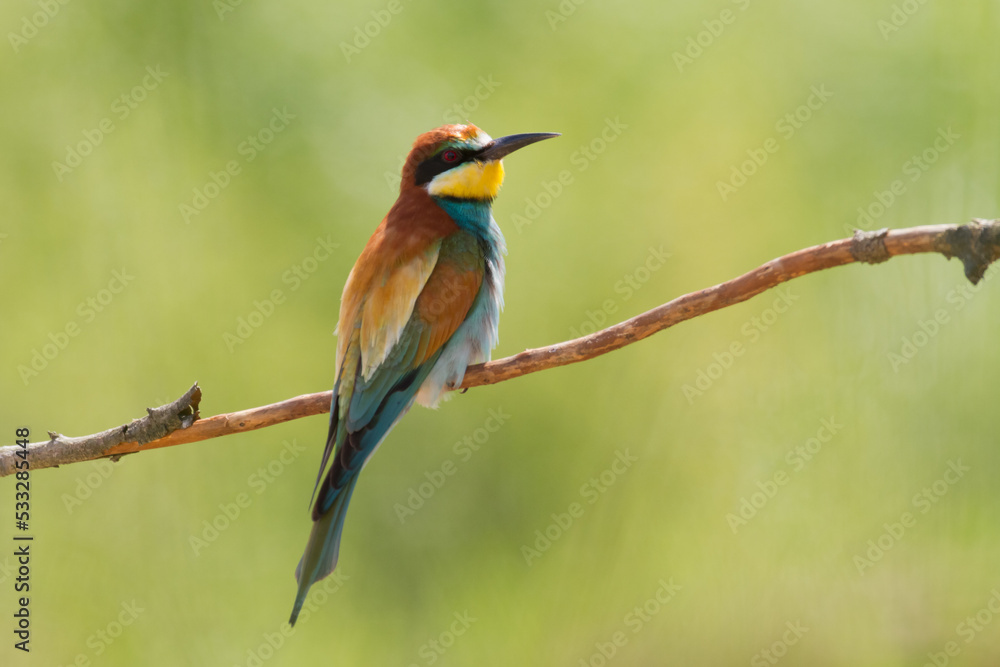 European Bee-Eater (Merops apiaster) perched on Branch near Breeding Colony. Wildlife scene of Nature in Northern Poland - Europe European Bee-Eater (Merops apiaster) perched on Branch near Breeding Colony. Wildlife scene of Nature in Northern Poland - Europe