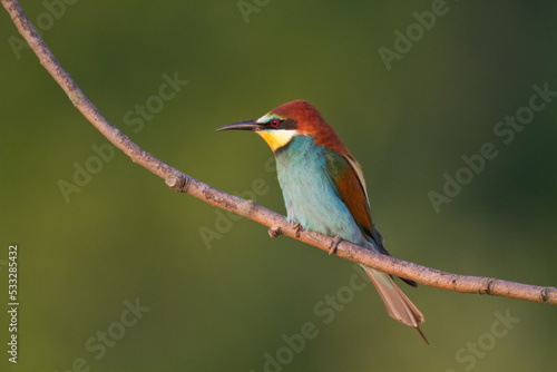 European Bee-Eater (Merops apiaster) perched on Branch near Breeding Colony. Wildlife scene of Nature in Northern Poland - Europe 