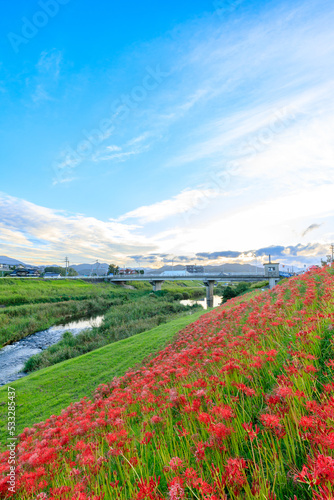 夕方の犬鳴川河川公園の彼岸花　福岡県宮若市　Cluster amaryllis at Inunaki River Park in the evening. Fukuoka prefecture.  Miyawaka cty. photo