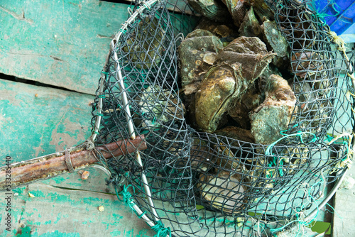 Freshly  harvested natural oysters in a net on a green wooden rustic background. photo