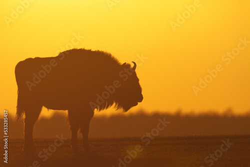 Mammals - wild nature European bison   Bison bonasus   Wisent herd standing in sundown  warm light North Eastern part of Poland  Europe Knyszynska Forest