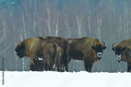 Mammals - wild nature European bison ( Bison bonasus ) Wisent herd standing on the winter snowy field North Eastern part of Poland, Europe Knyszynska Forest photo