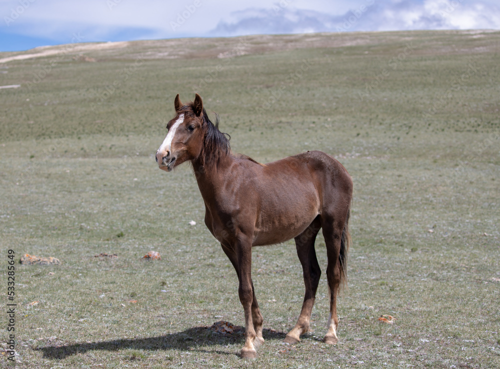 Chestnut bay young wild horse stallion in the western United States Chestnut bay young wild horse stallion in the western United States