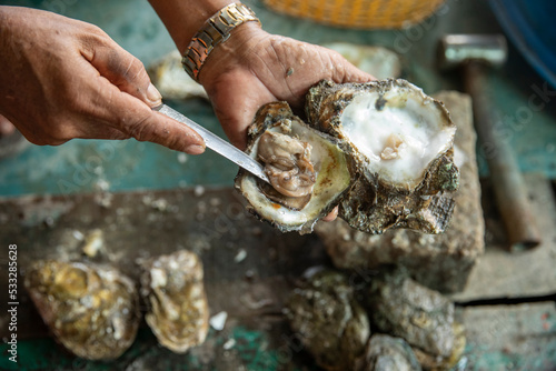 An oyster farmer opens a fresh oyster with a knife showing the freshness and quality of his produce. Close up with selective focus in natural light in landscape format