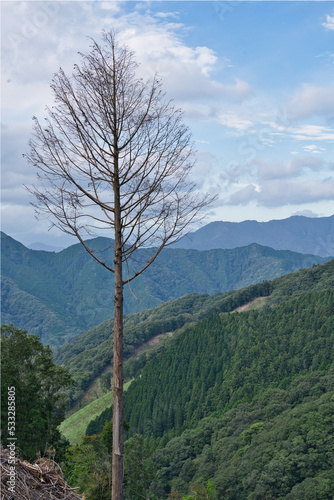 山　青い空　枯れ木