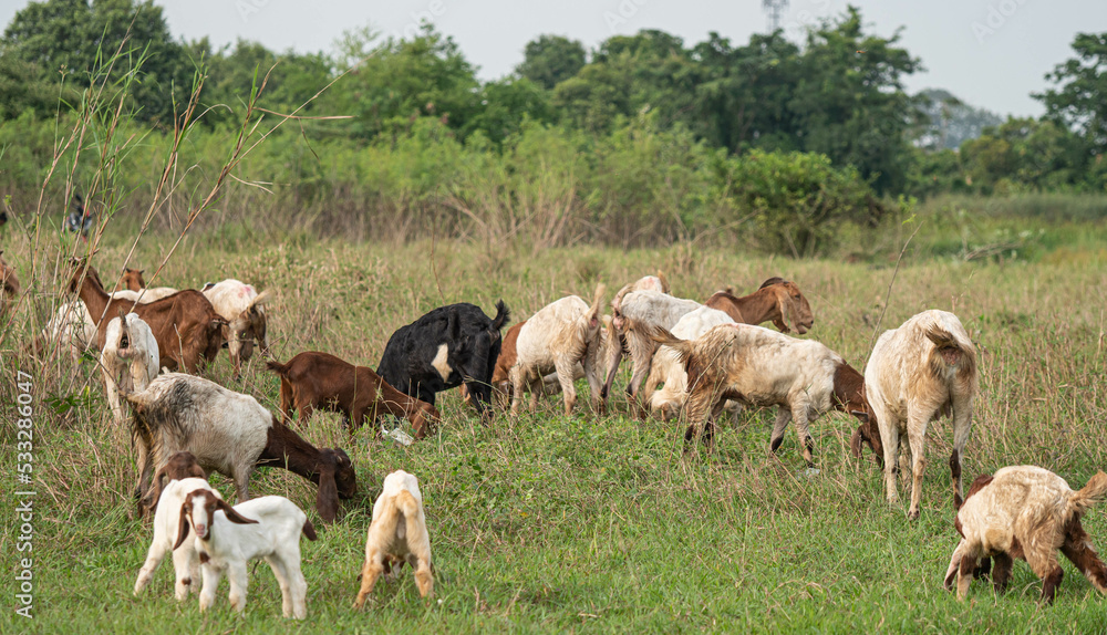 Many goats were grazing in the fields. Many goats were grazing in the fields.