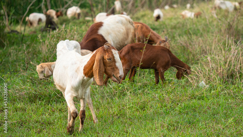 Many goats were grazing in the fields.