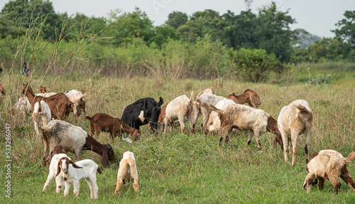 Many goats were grazing in the fields.