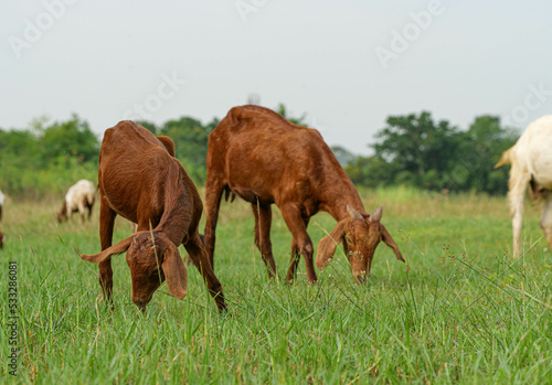 Many goats were grazing in the fields. © Unshu