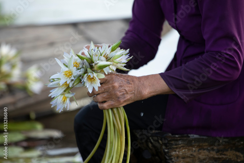 Close up of water lilies being harvested and a female workers hands. Farmers wear traditional Vietnamese clothes.