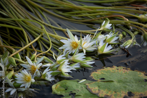 Cllose up of bunches of water lilies in the water being prepared to be taken to the market in the Mekong Delta, Vietnam photo