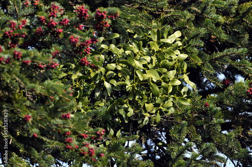 Weißbeerige Mistel (Viscum album) auf Griechischer Tanne (Abies cephalonica) // Mistletoe on Greek fir - Kato Olymp, Griechenland photo