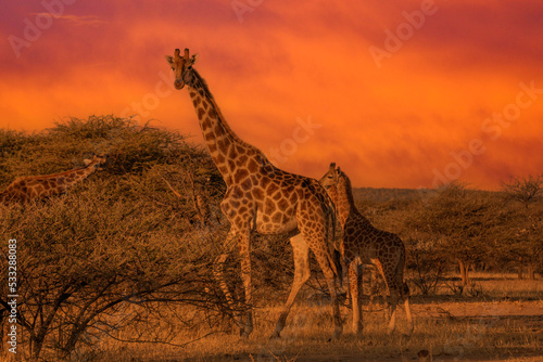 Giraffe Kenya masai mara.(Giraffa reticulata) sunset. © vaclav