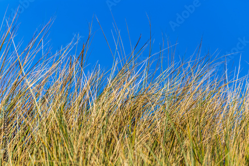 Beach grass against blue sky