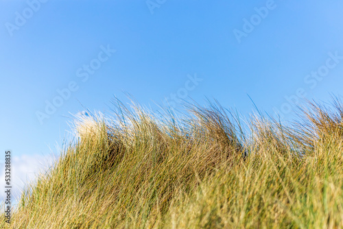 Beach grass against blue sky