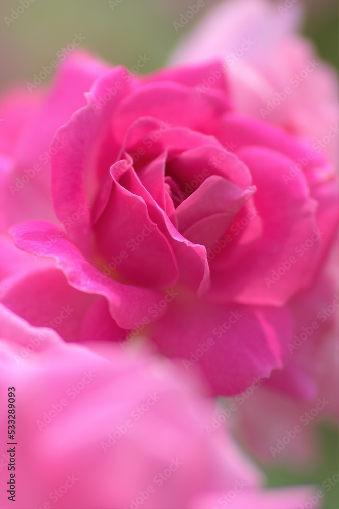 薔薇の花 薔薇の花