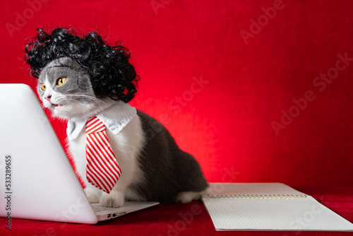 british shorthair cat with wig and tie like a business lady and working with a laptop with surperised expression photo