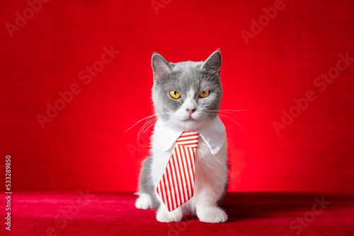 cute british shorthair cat with business tie © Freer