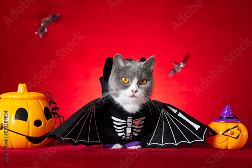 cute british shorthair cat wears Halloween skeleton dress with jack-o-lanterns nearby
