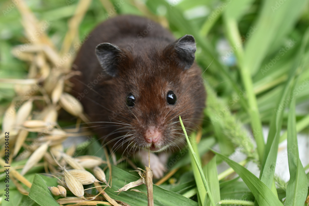 A brown hamster sits on the grass. A brown hamster sits on the grass.
