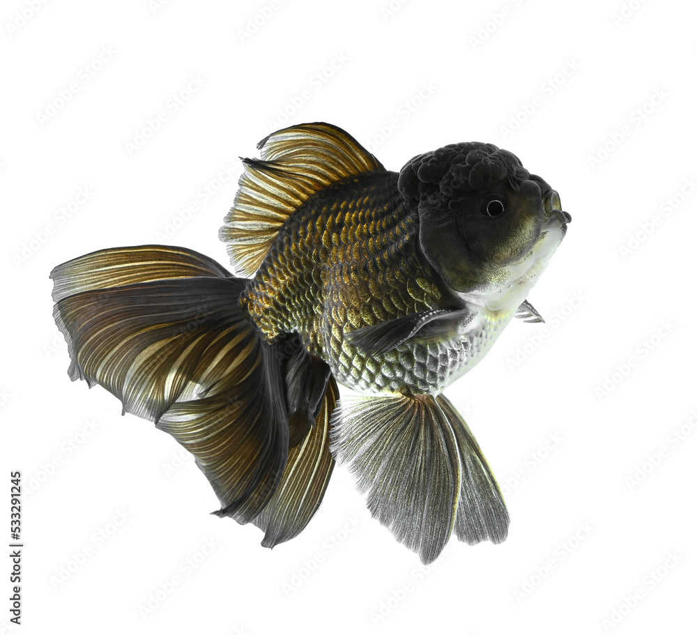 Fototapeta premium Gold fish Isolation on the white