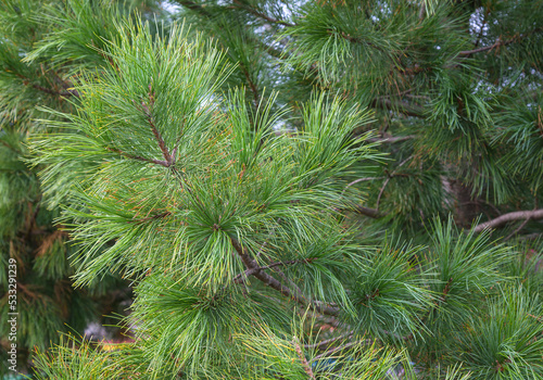 A fluffy green (partially yellowed) pine branch with long needles.