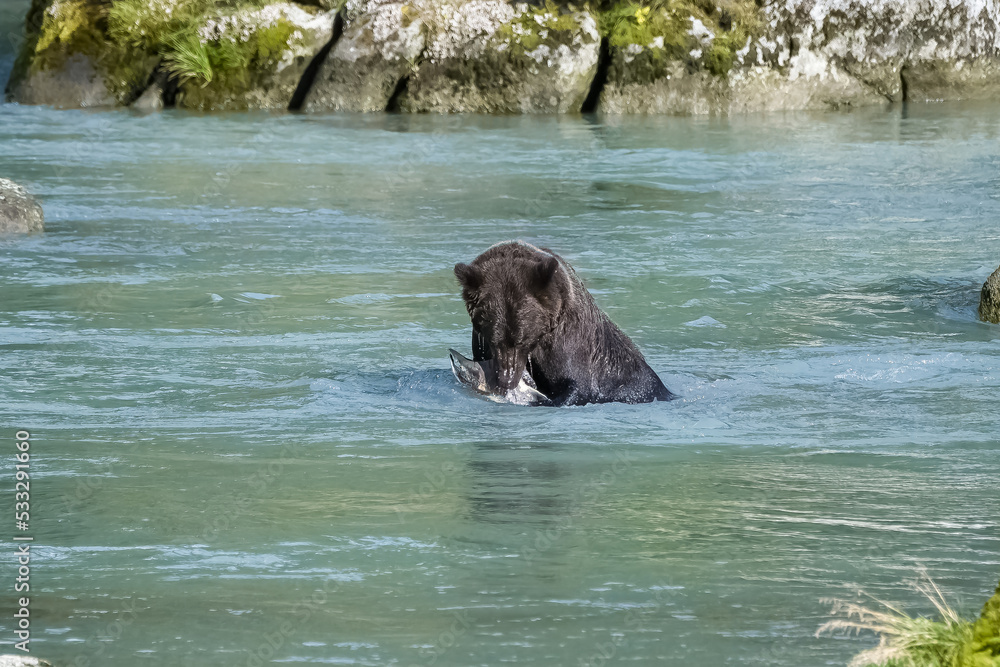 A grizzly bear fishing salmon A grizzly bear fishing salmon