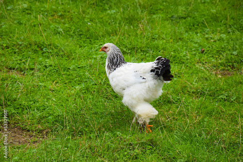 White Brahma hen in the grass