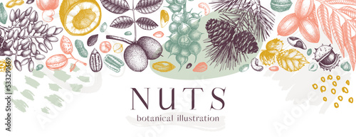 Vector nuts banner in college style. Vintage nuts sketched border. Healthy food background with branches, plants, nutshells hand-drawings and abstract shapes. Realistic botanical illustrations