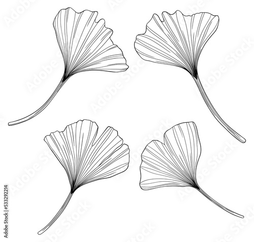 Ginkgo leaves isolated on white. Hand drawn png illustration.