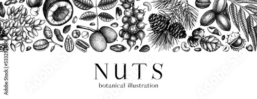 Vector nuts banner in vintage style. Vintage nuts sketched border. Healthy food background with branches, plants, fruit, nutshells hand-drawings. Realistic botanical illustrations for packaging design