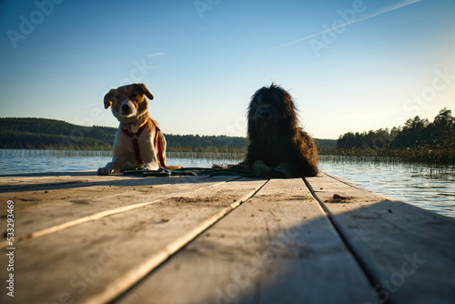 Dog lovers lying on a jetty and looking at the lake in Sweden. Goldendoodle and mix photo